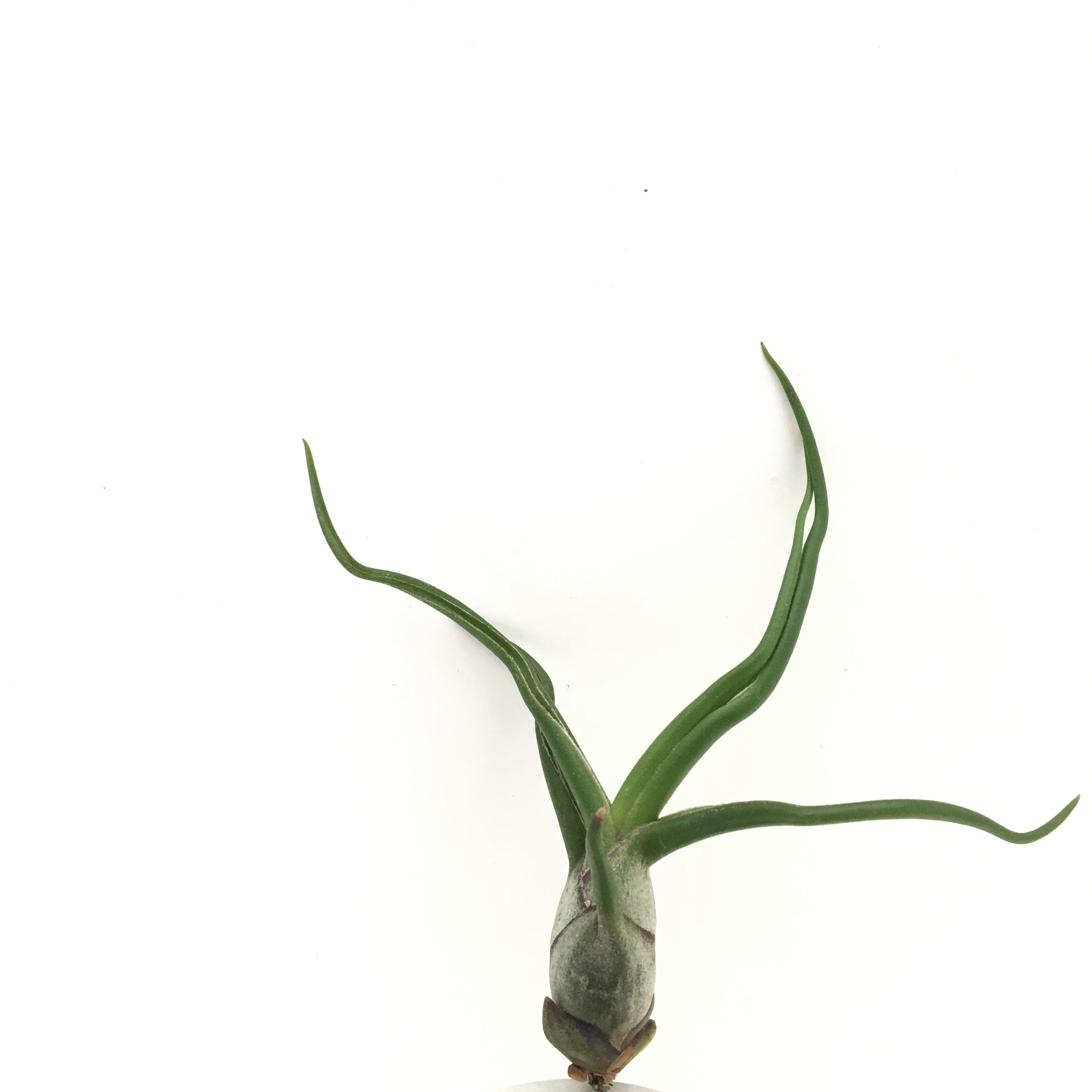 Tillandsia bulbosa – Cuffel Farms