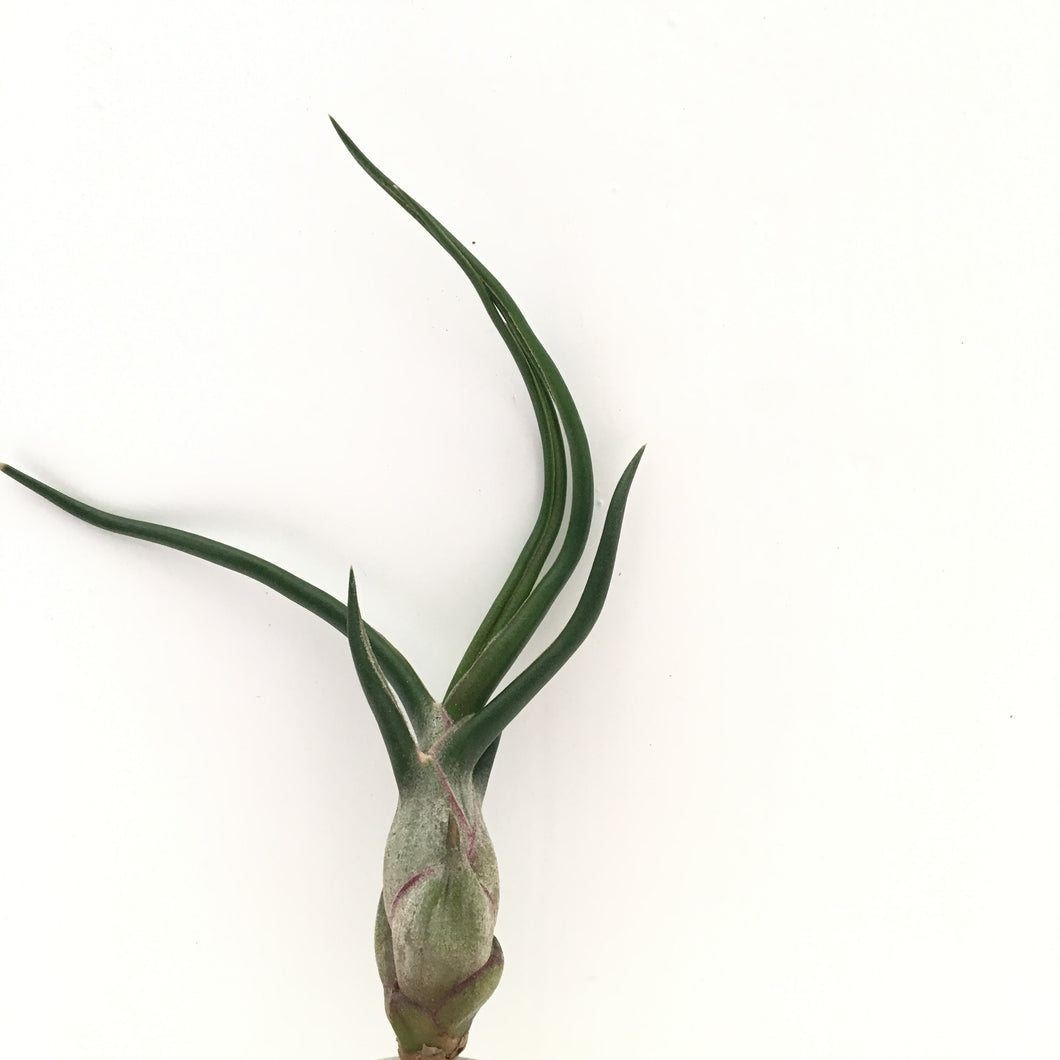 Tillandsia bulbosa