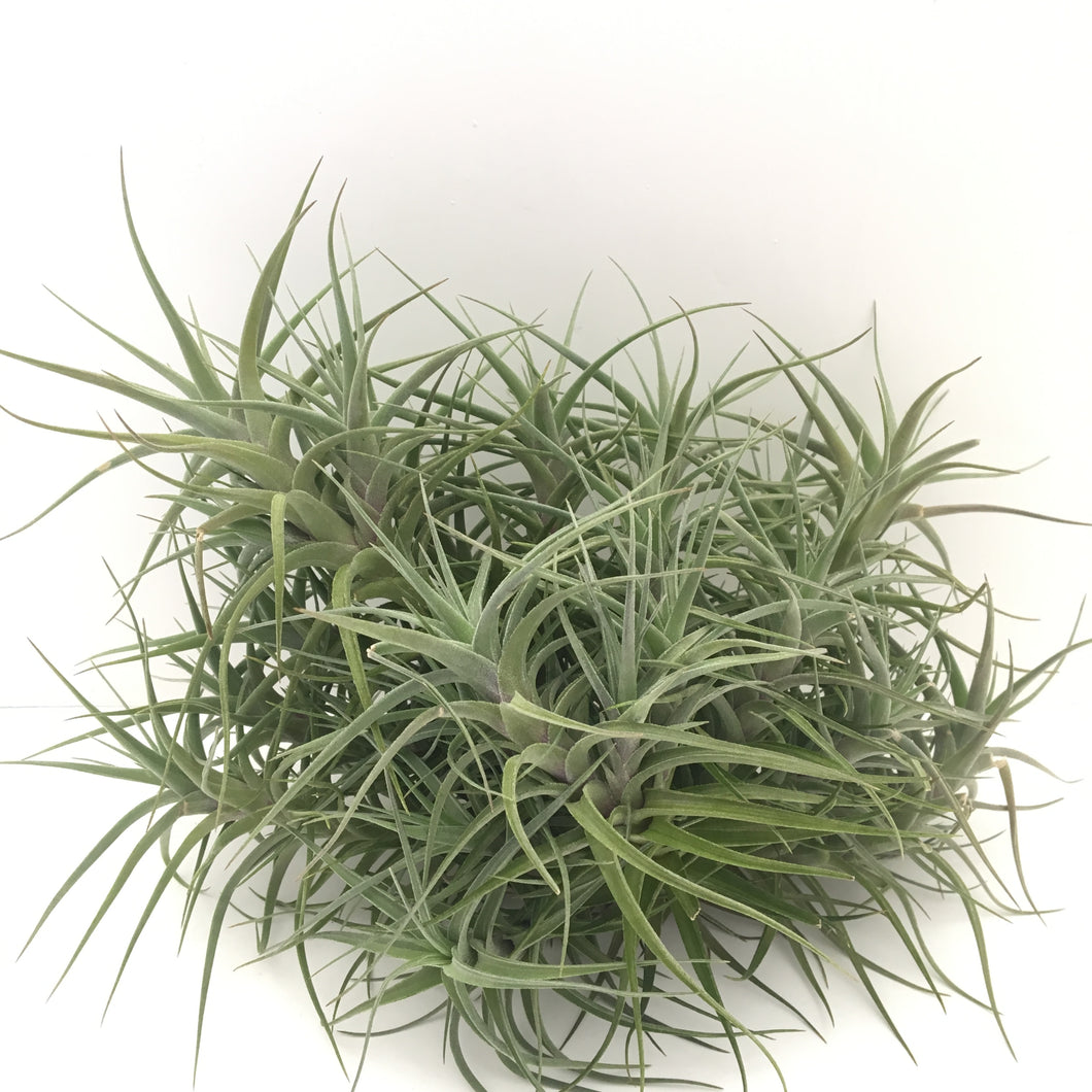 Tillandsia aeranthos hybrid clumps