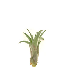 Tillandsia Eric Knobloch (brachycaulos x streptophylla)