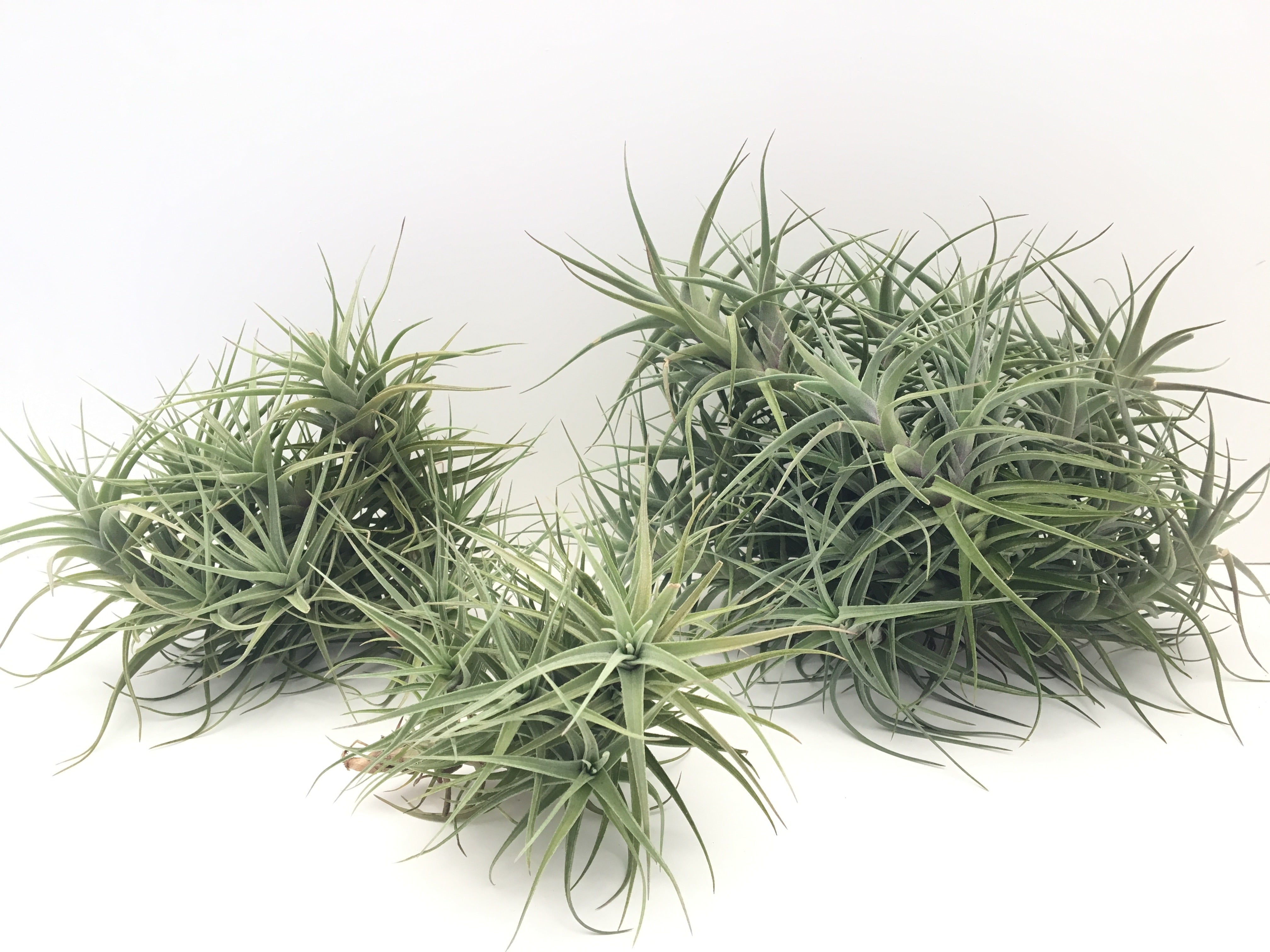 Tillandsia aeranthos hybrid clumps