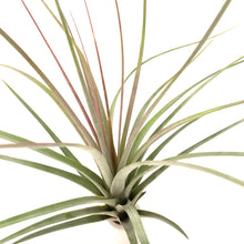 Tillandsia concolor x Tillandsia rodrigueziana