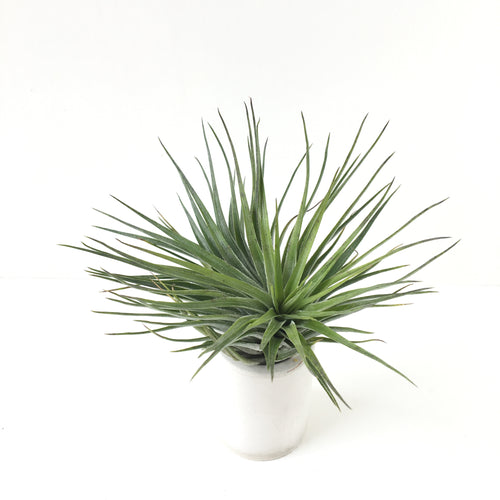 Tillandsia houston 'green compact'