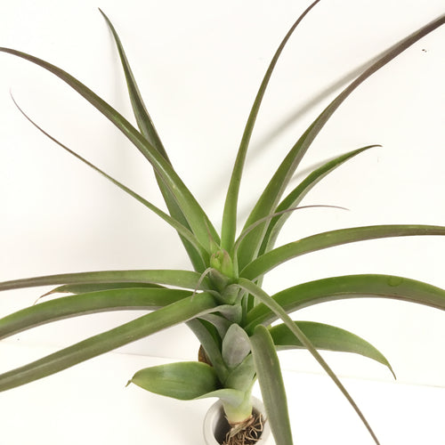 Tillandsia achyrostachys