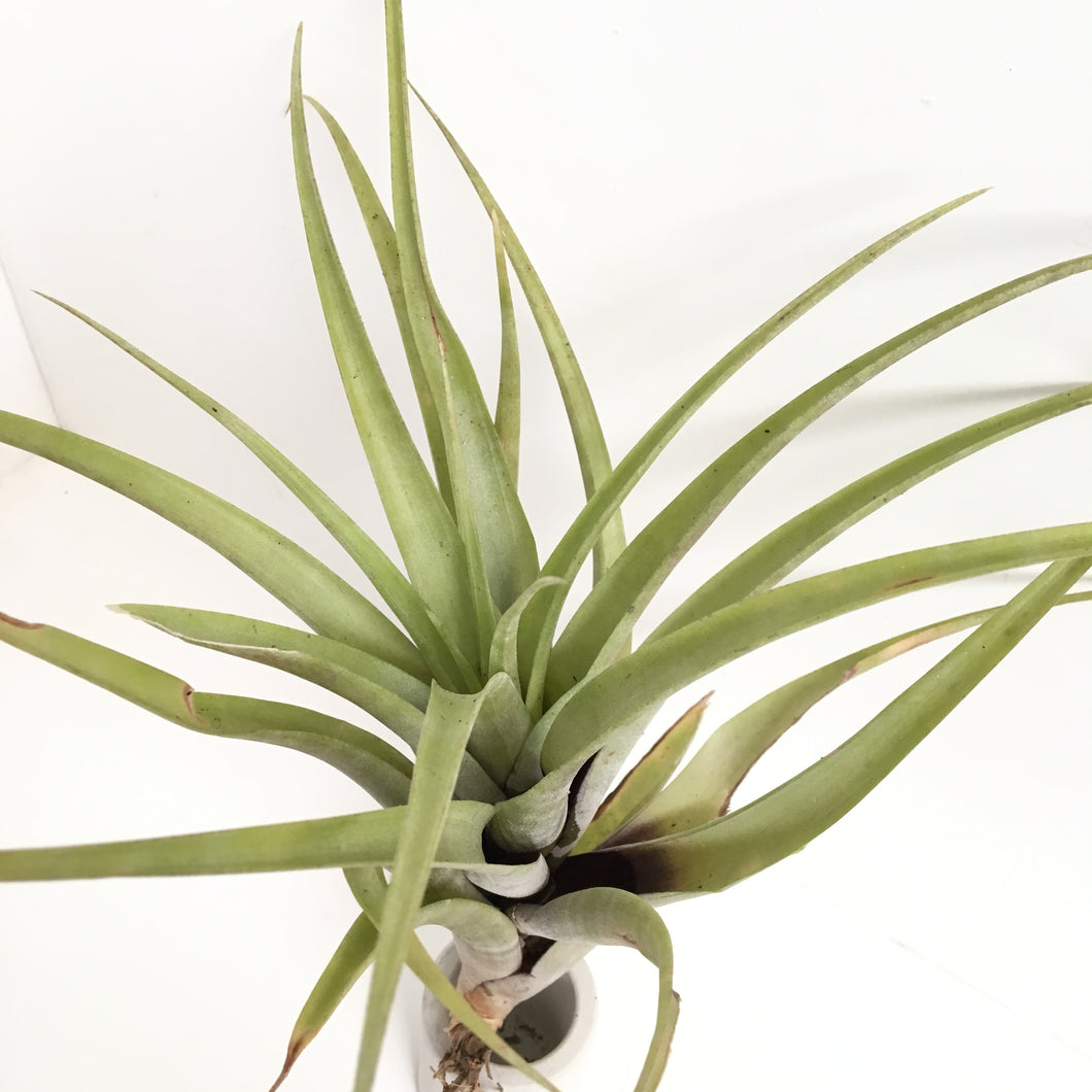 Tillandsia flexuosa (Northern Range)