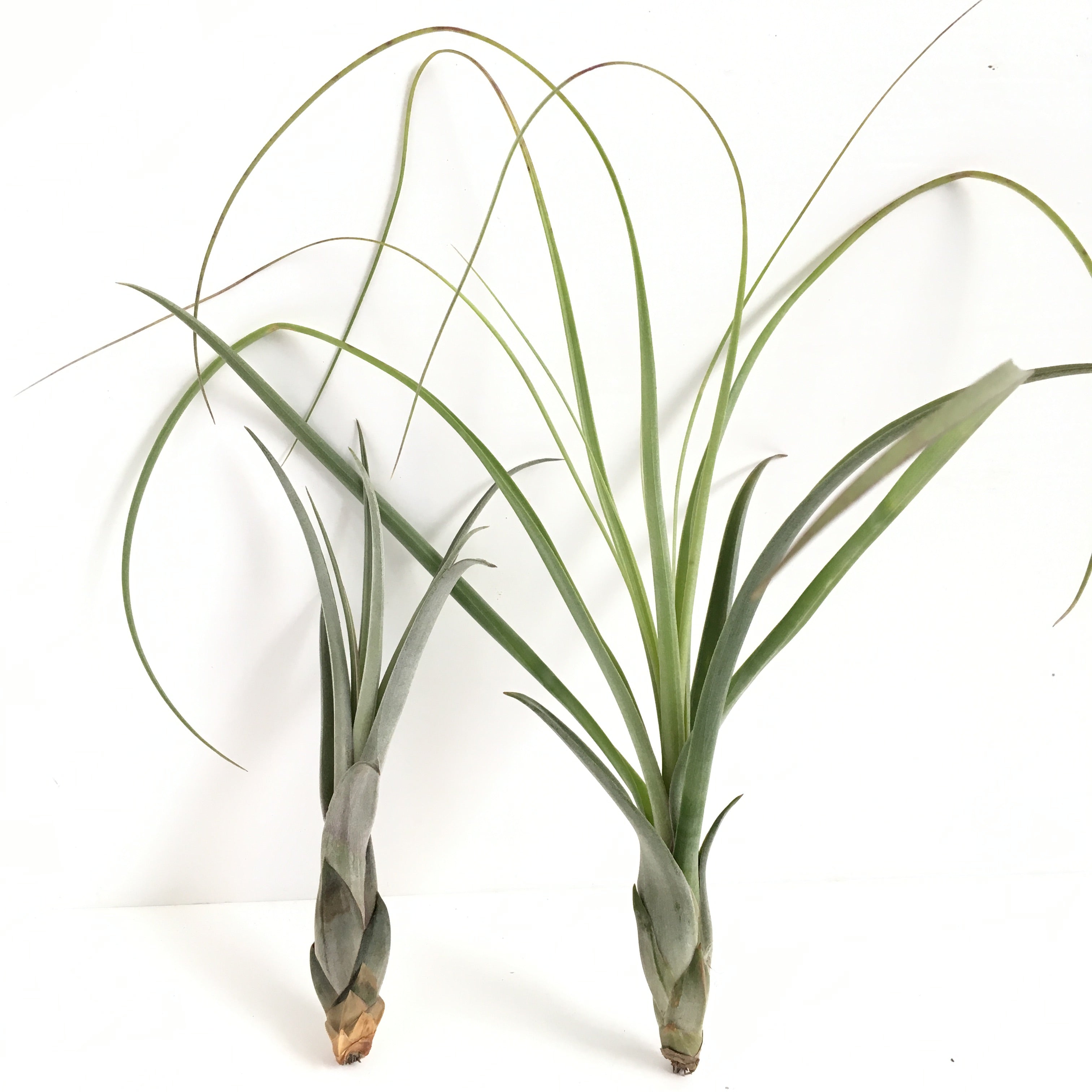 balbisiana air plant Tillandsia balbisiana – Cuffel Farms