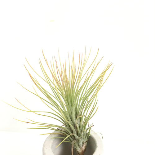 Tillandsia andreana x funkiana