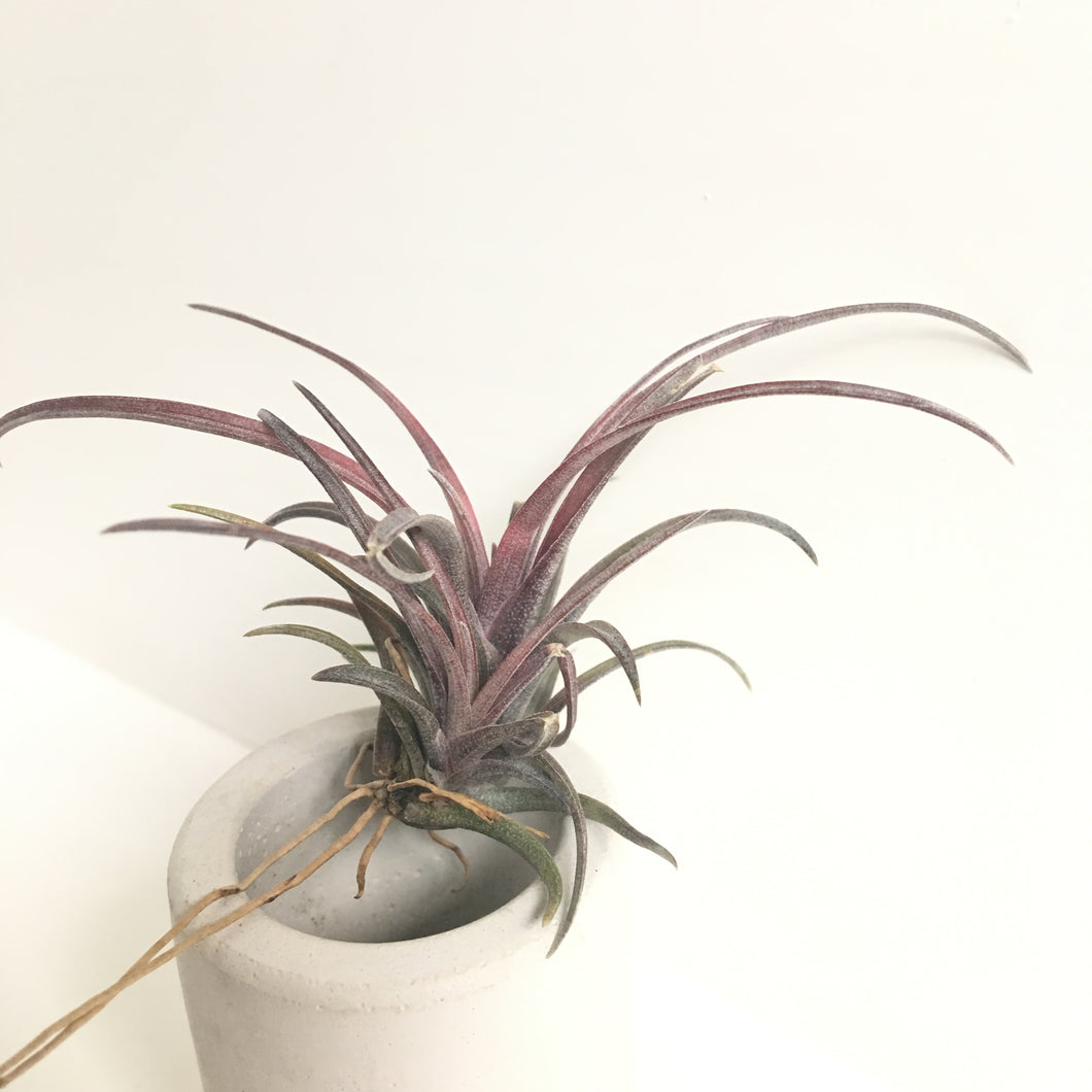 Tillandsia domingensis (formerly capitata v domingensis)