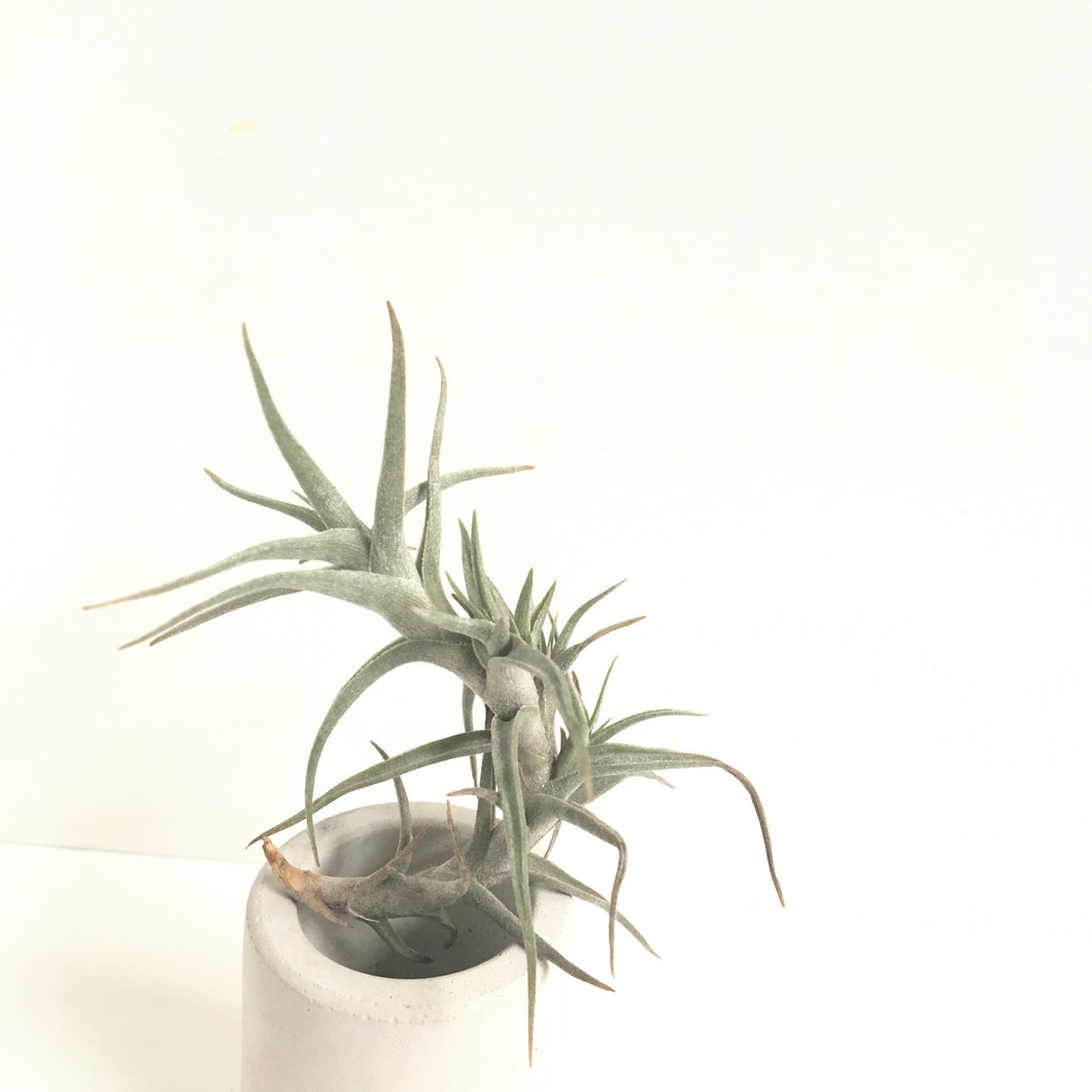 Tillandsia diaguitensis