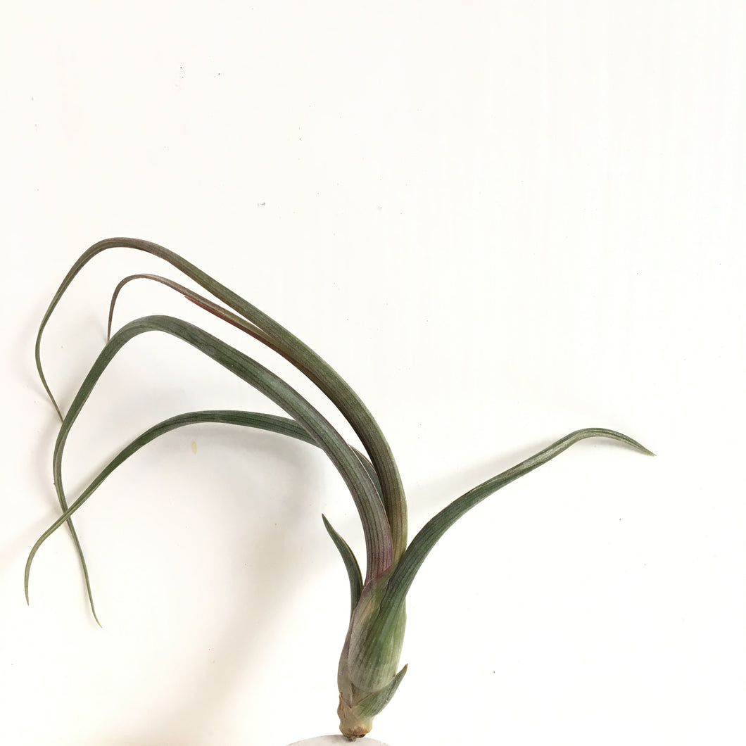 Tillandsia pseudobaileyi
