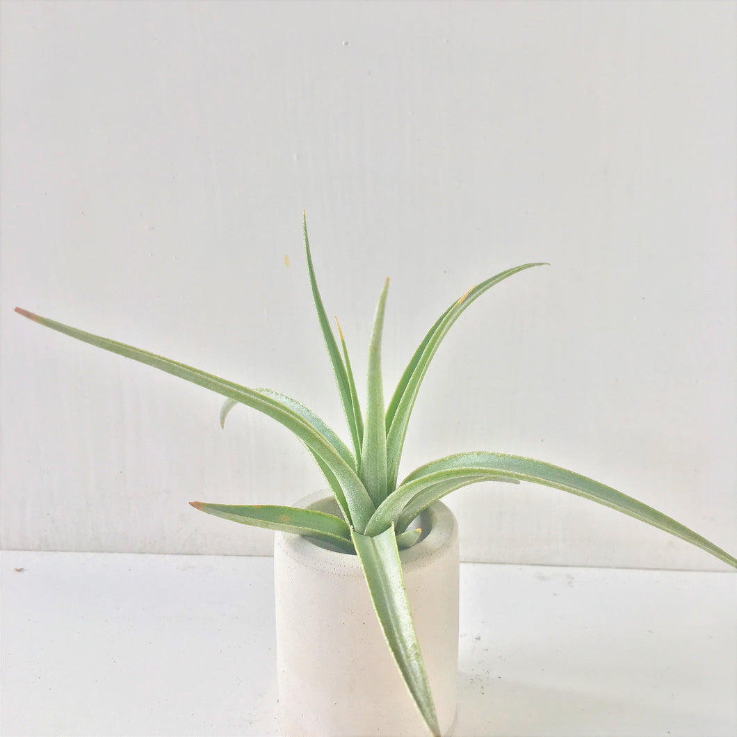 Tillandsia ixioides