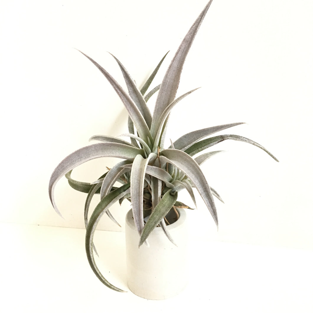 Tillandsia chiapensis