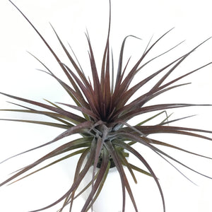 Tillandsia tenuifolia v amethyst