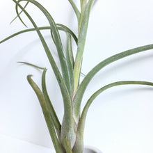 Tillandsia arhiza-juliae x pruinosa