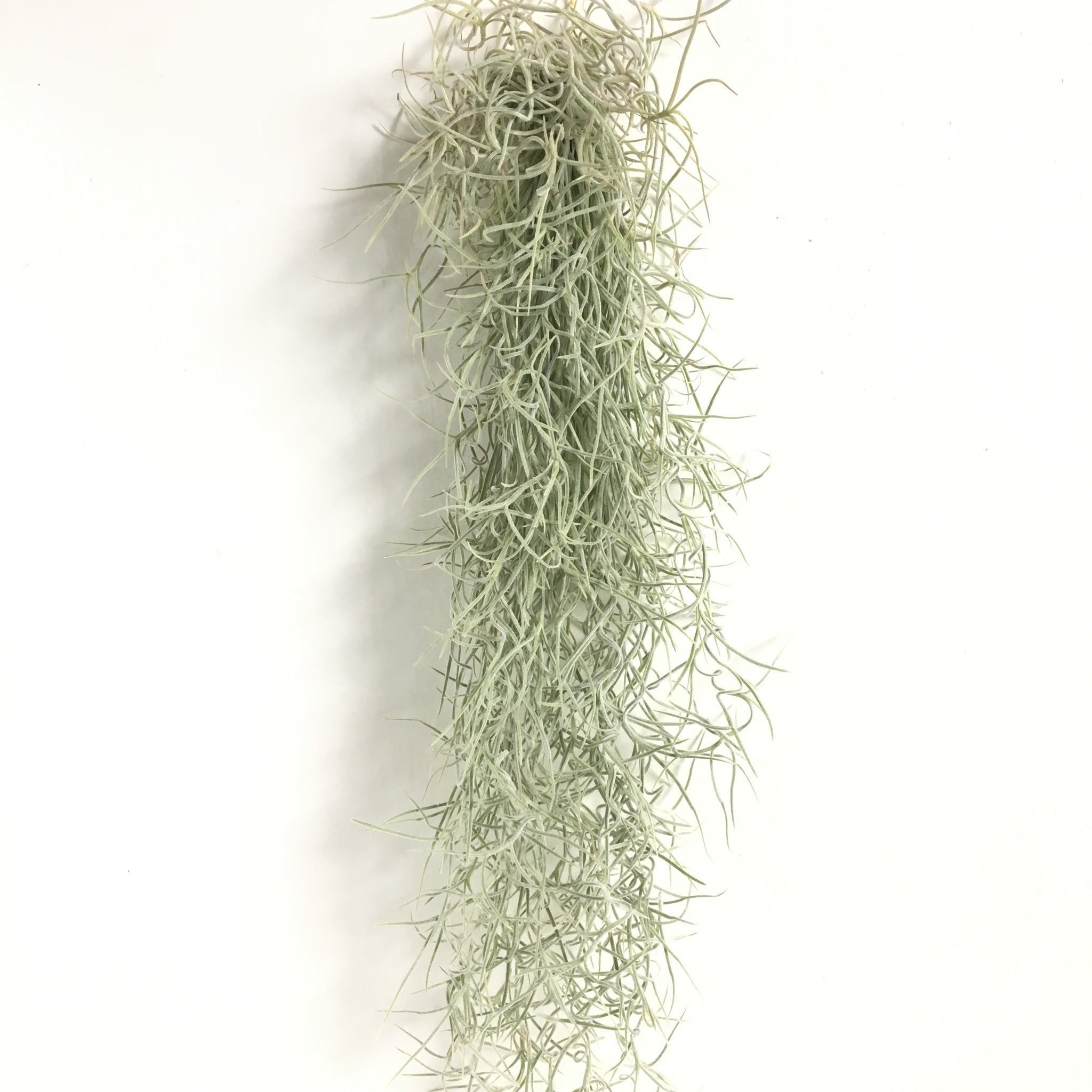 Usneoides Rare Fine Green Spanish Moss AIR PLANTS – Welder Girl