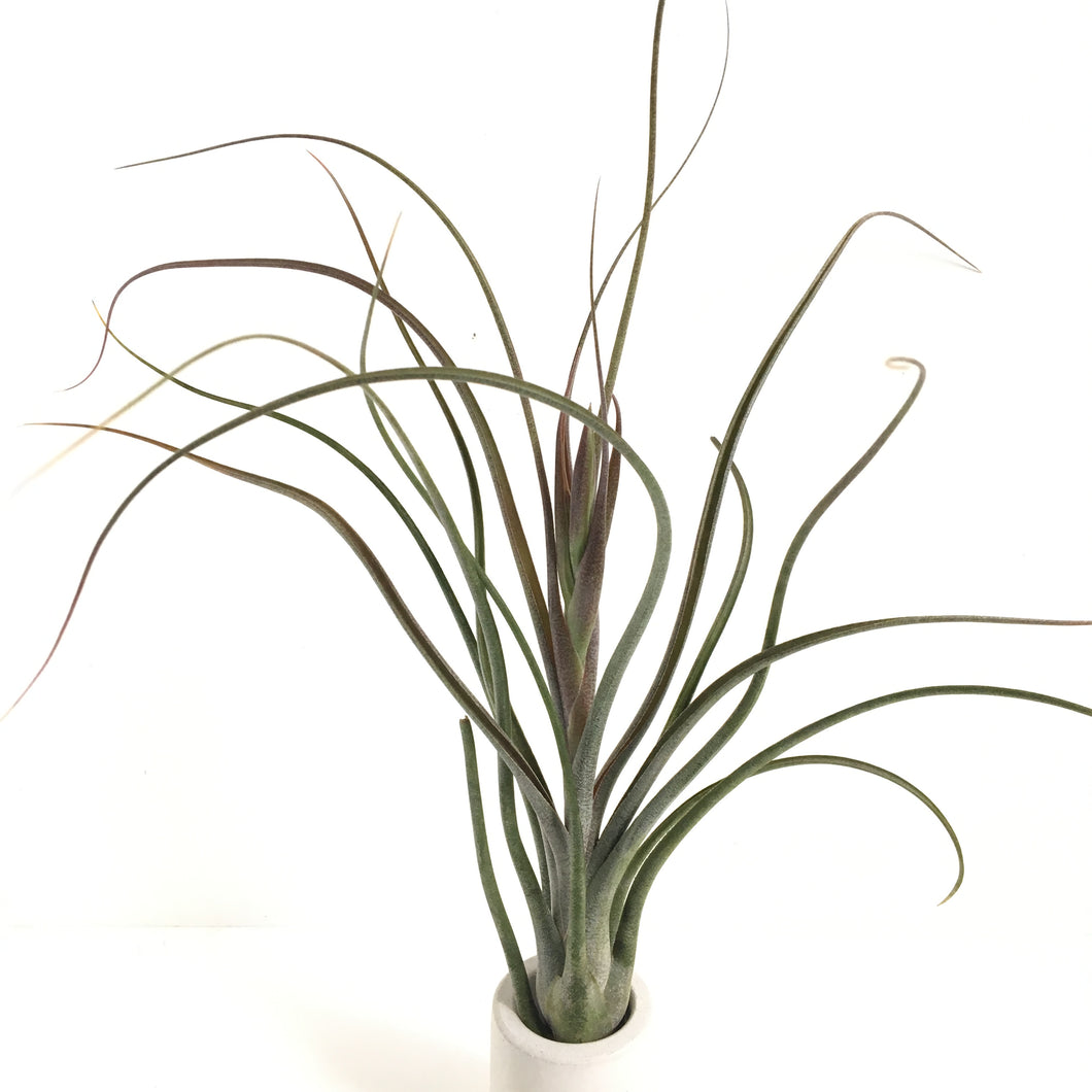 Tillandsia King Kong (Tillandsia butzii x Tillandsia ionantha)