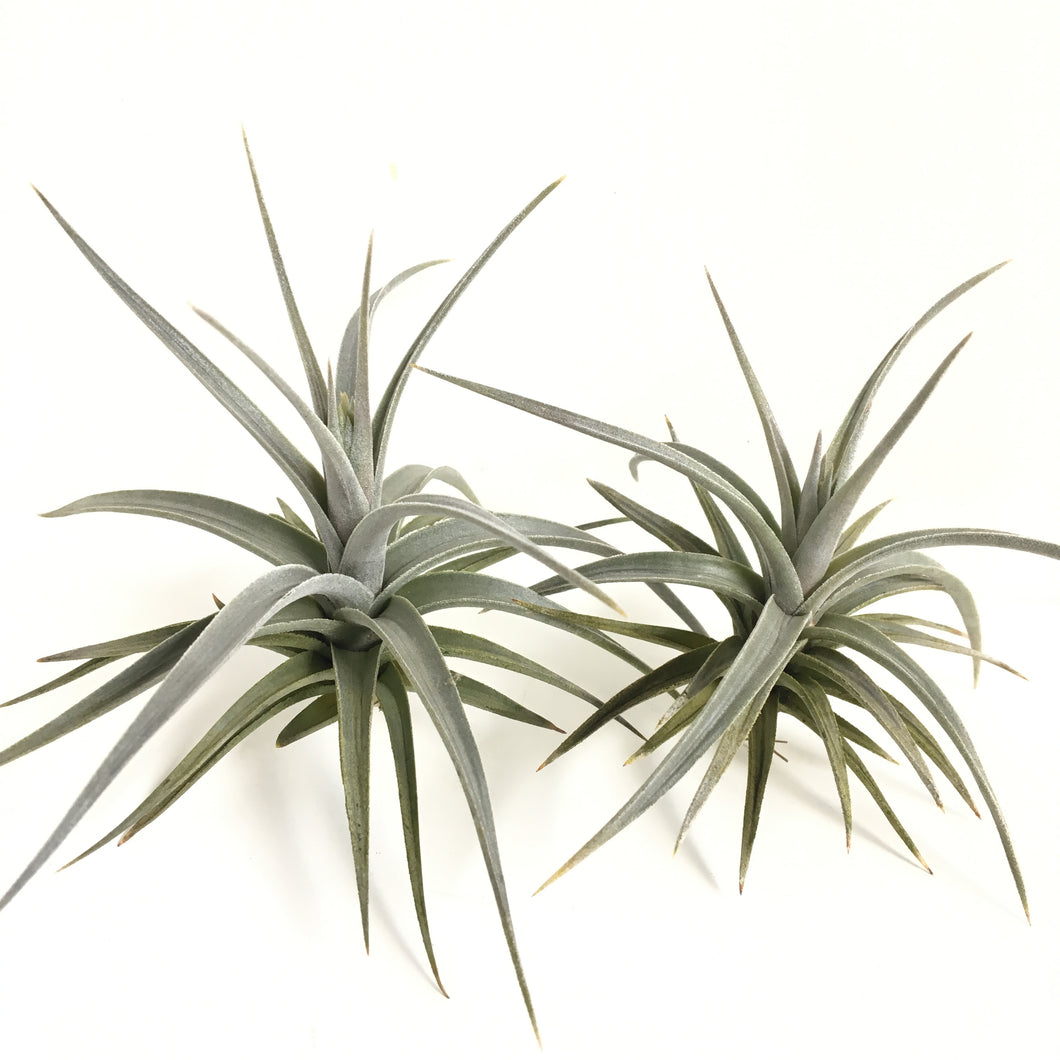Tillandsia ixioides dwarf