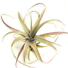 Tillandsia Love Knot (capitata x streptophylla)