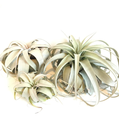 Tillandsia xerographica