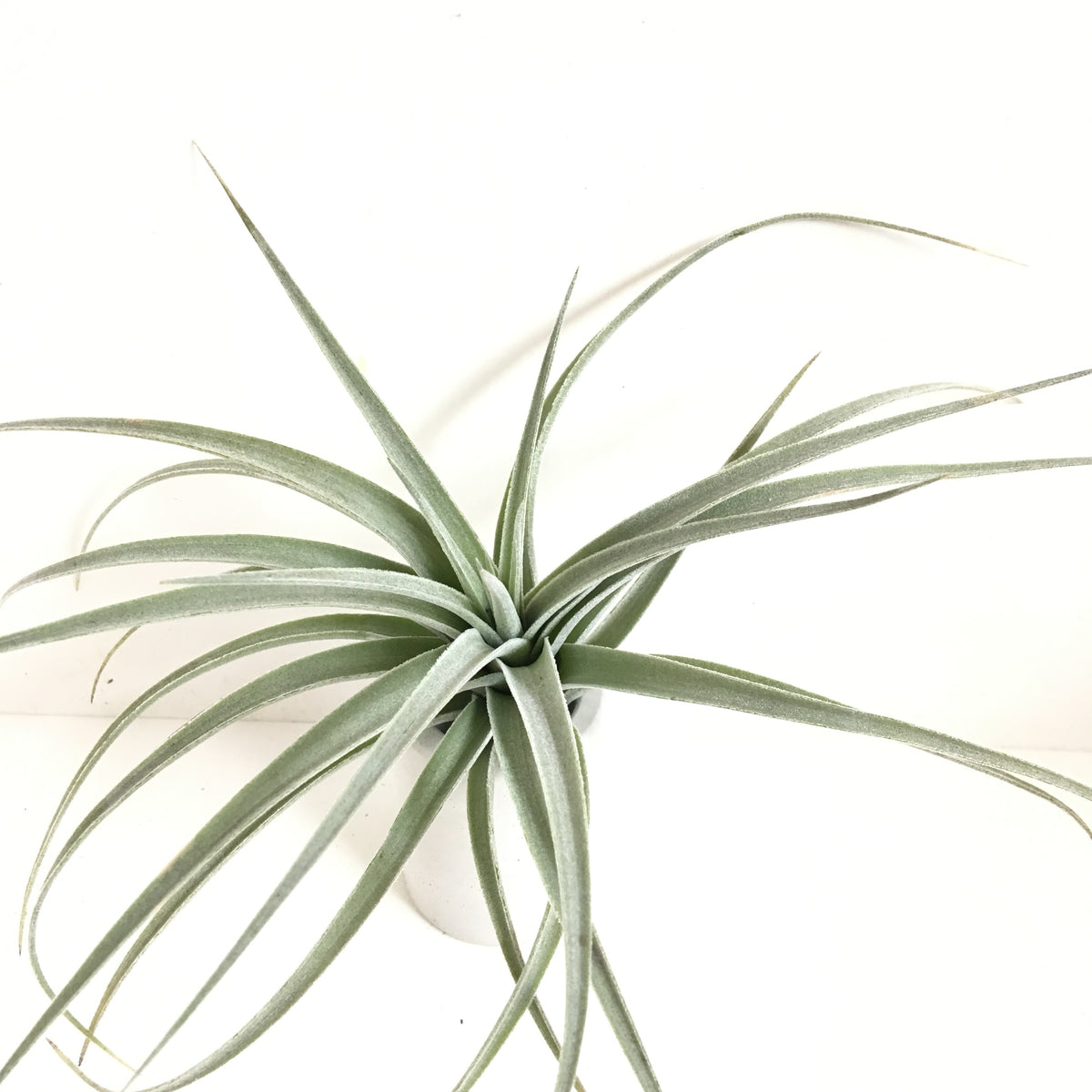 Tillandsia pohliana – Cuffel Farms