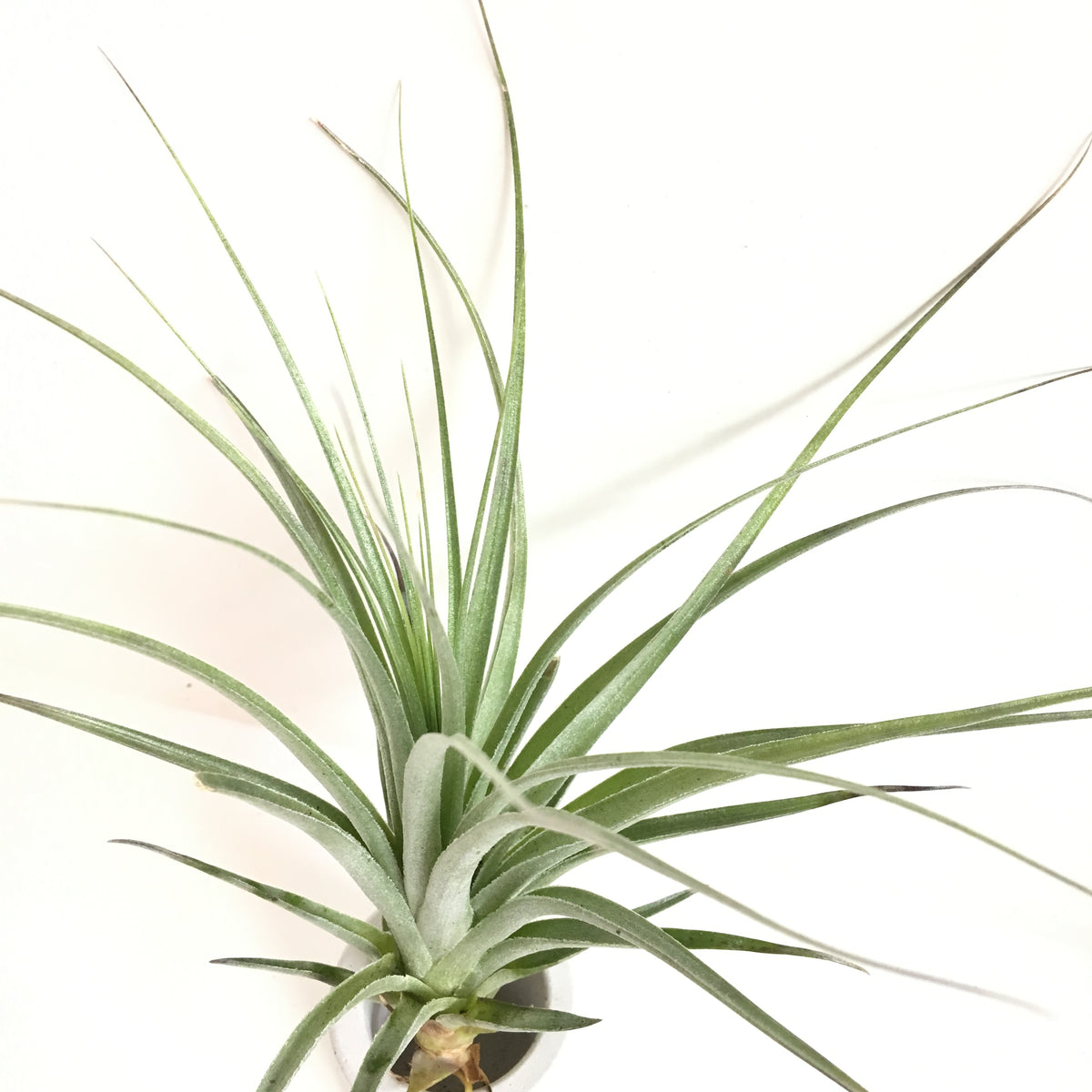 Tillandsia Feather Duster (Tillandsia stricta x Tillandsia gardneri) T ...