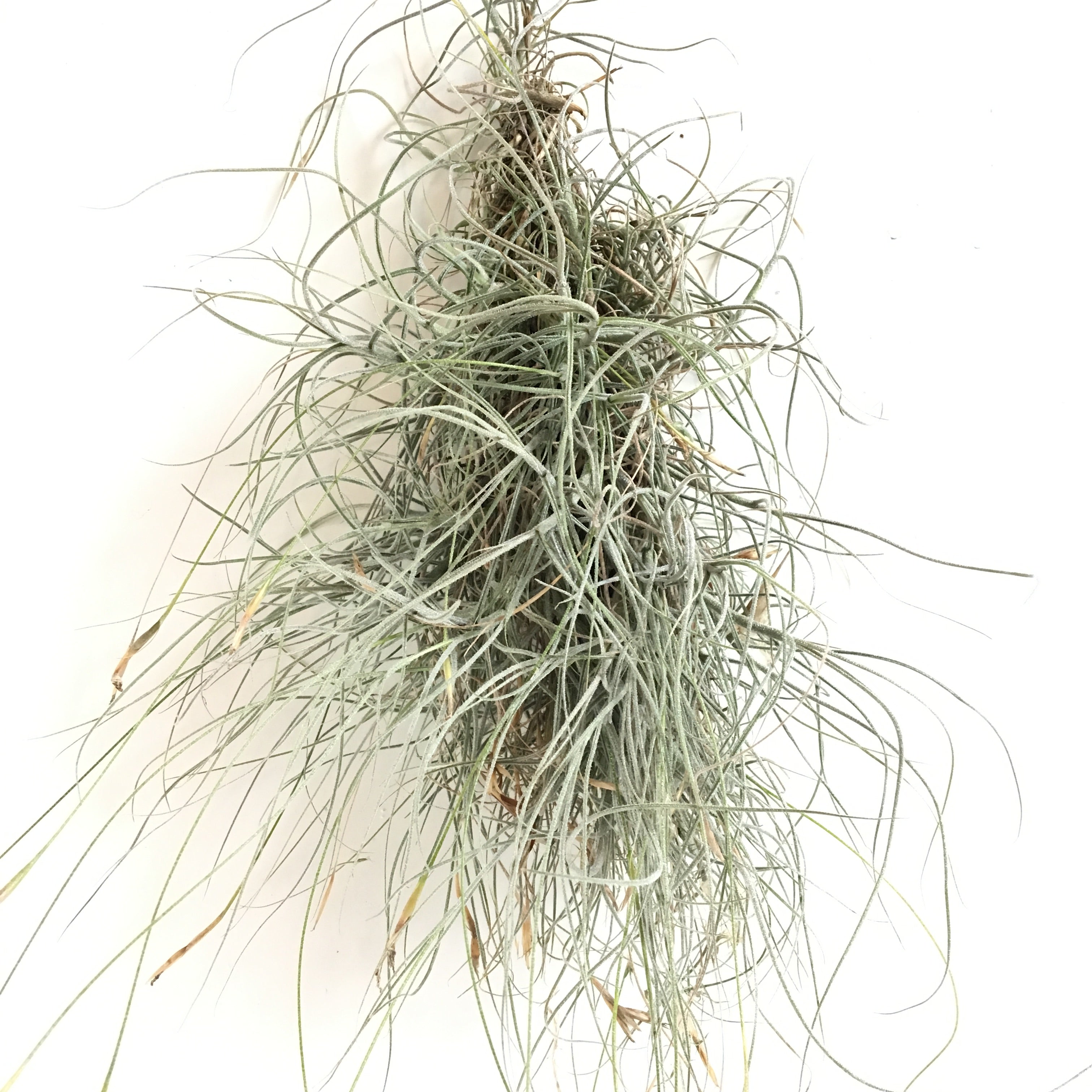 【専用】プルメリア様 Tillandsiaおまとめ購入ページ 専用】プルメリア様 Tillandsiaおまとめ購入ページ