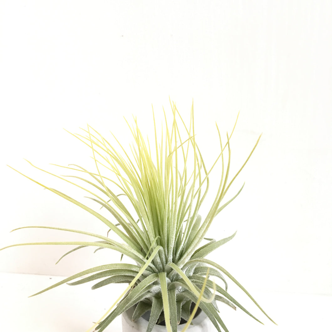 Tillandsia magnusiana