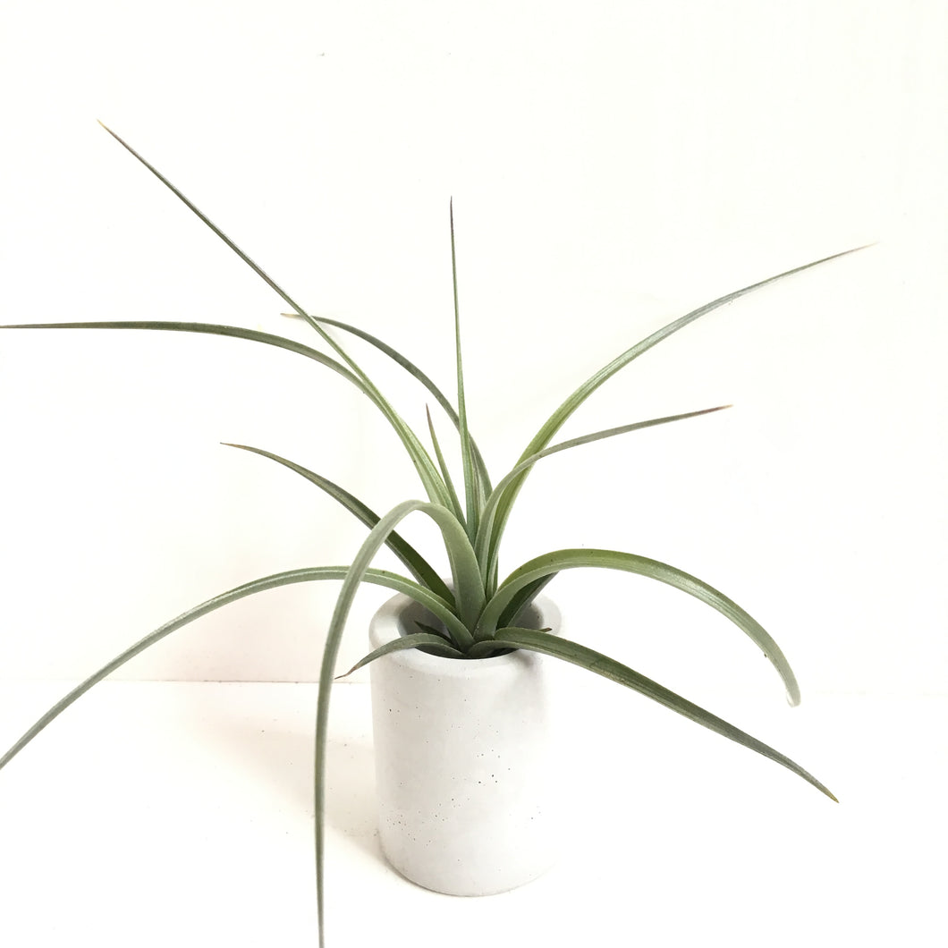 Tillandsia jucunda