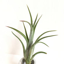 Tillandsia ionantha x paucifolia