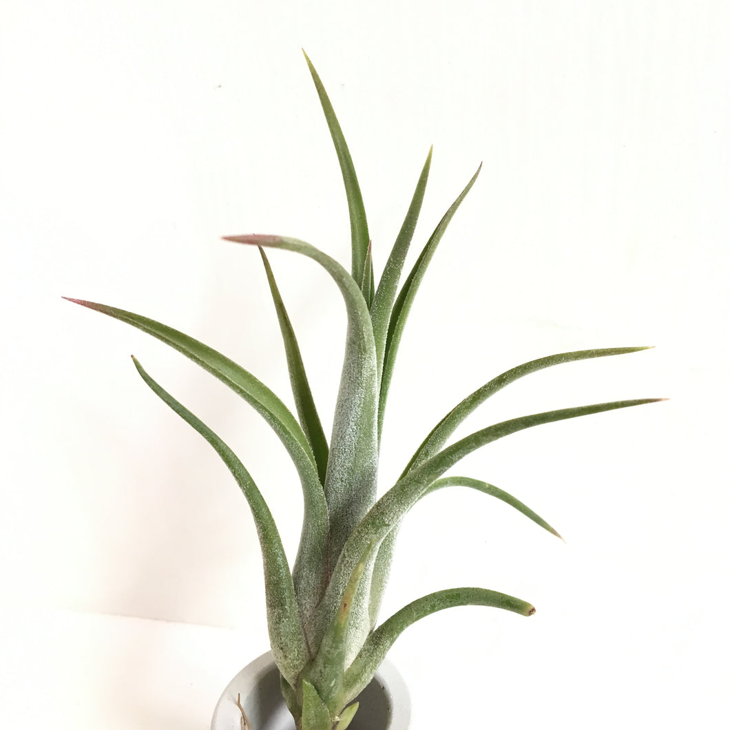 Tillandsia ionantha x Tillandsia paucifolia