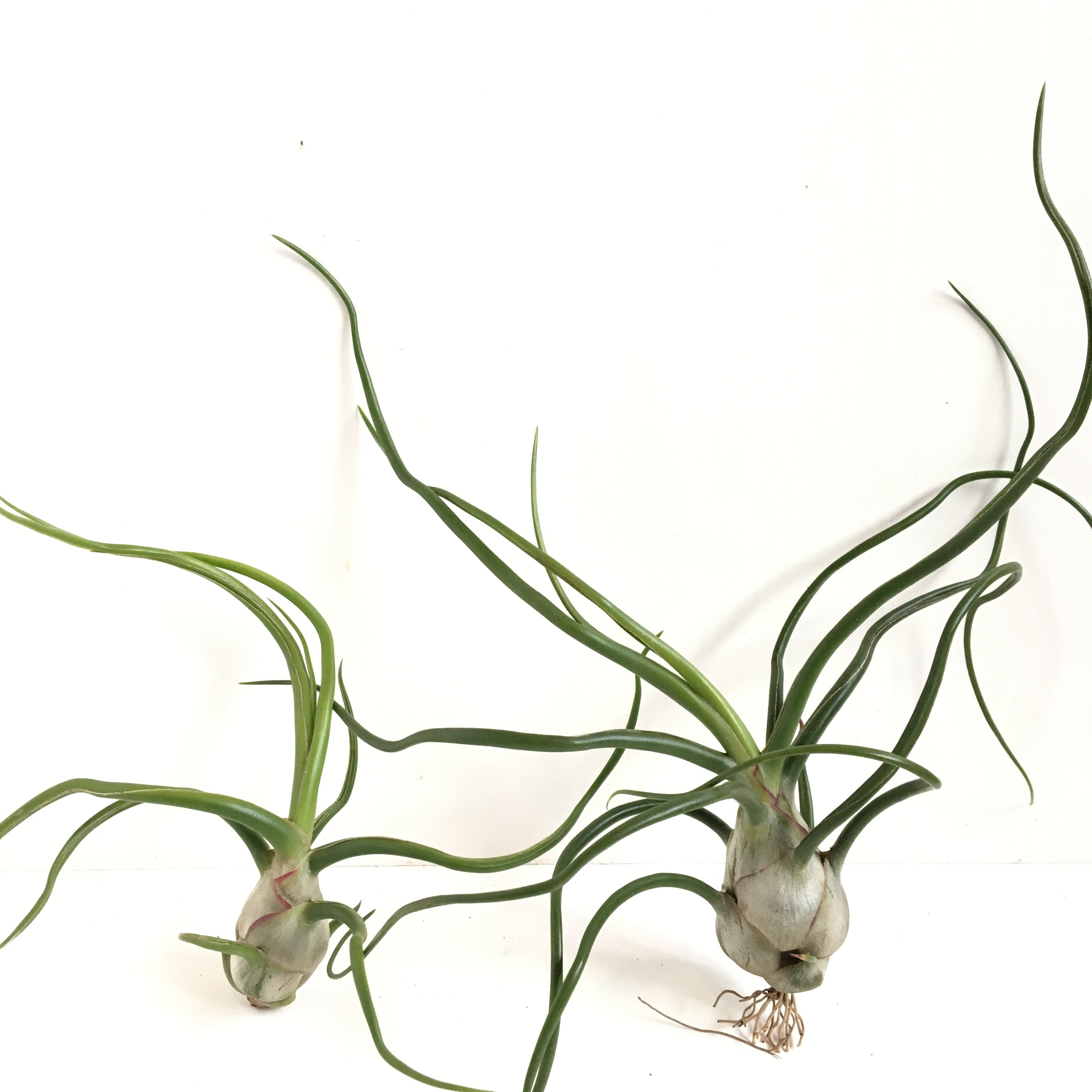 Tillandsia bulbosa Belize