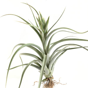 Tillandsia paucifolia x streptophylla