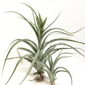 Tillandsia paucifolia x streptophylla