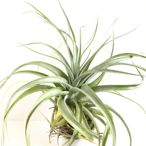 Tillandsia xerographica x capitata