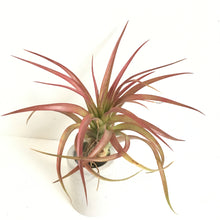 Tillandsia brachycaulos select red form