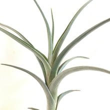 Tillandsia Mystic Flame (albertiana x ixioides)