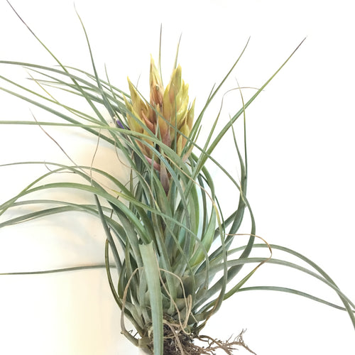 Tillandsia acostae