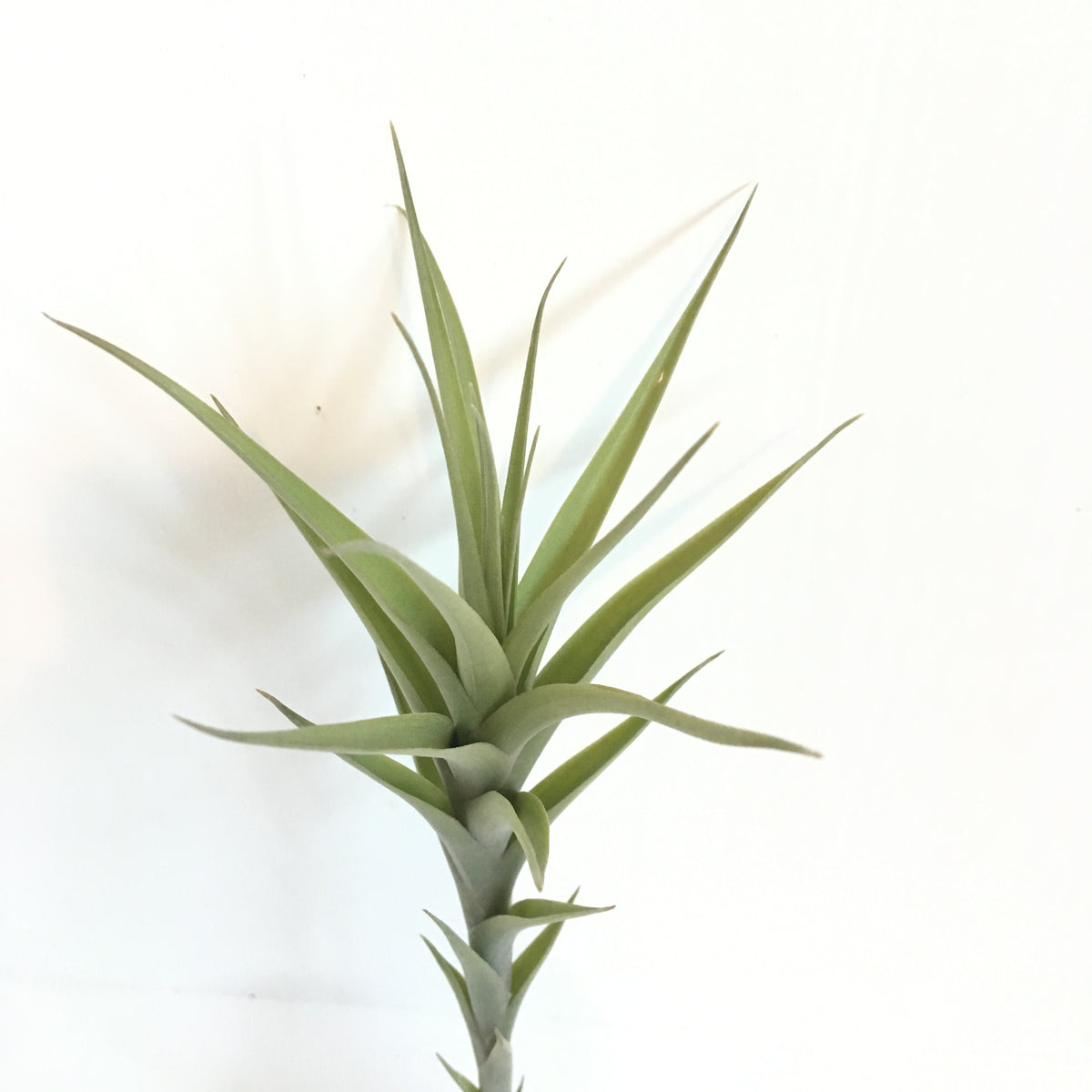 Tillandsia chartacea – Cuffel Farms