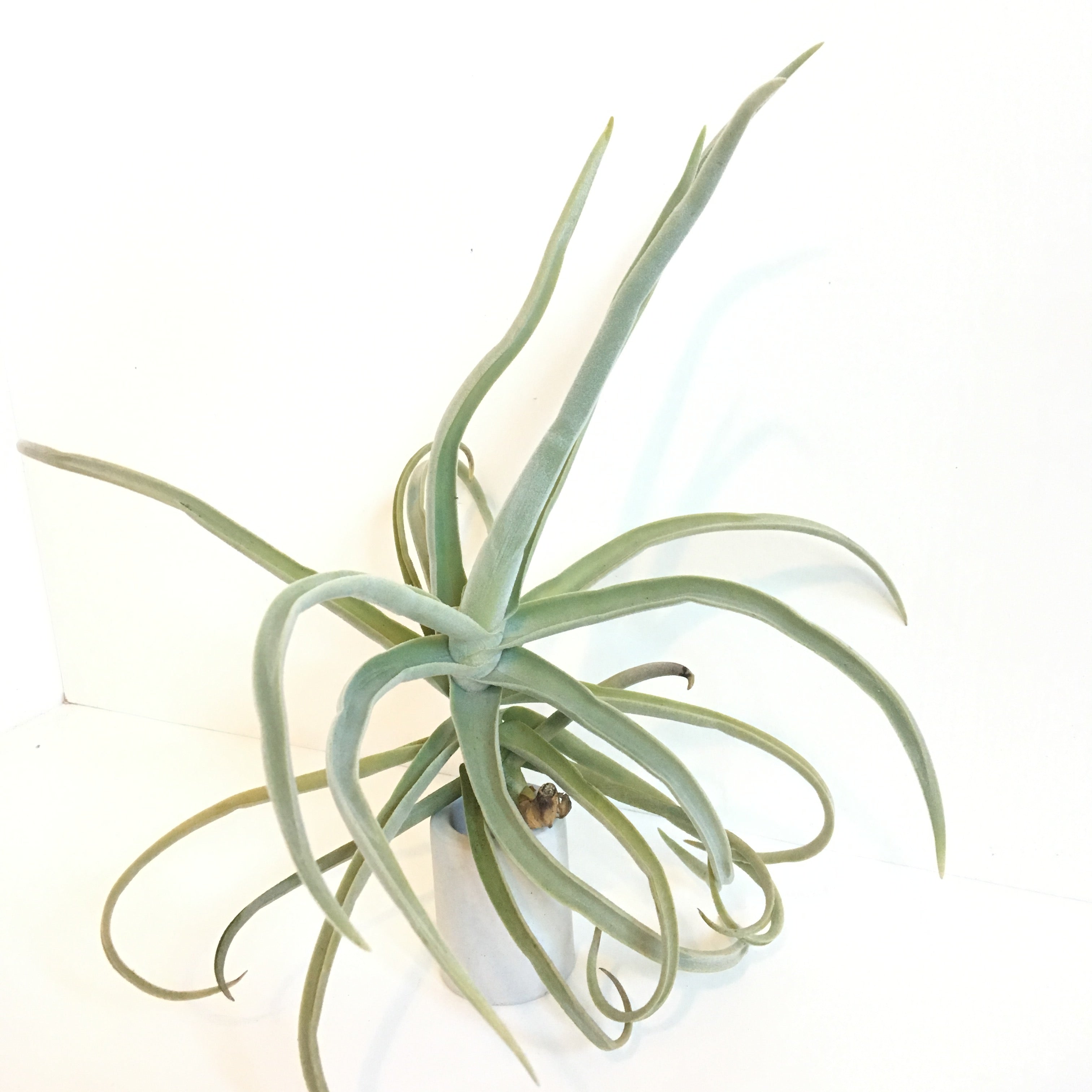 Tillandsia duratii – Cuffel Farms Tillandsia duratii – Cuffel Farms
