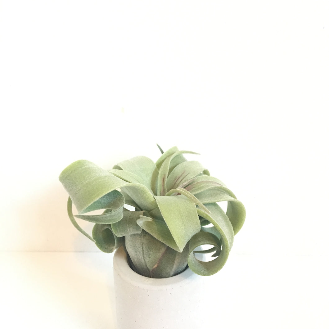 Tillandsia streptophylla