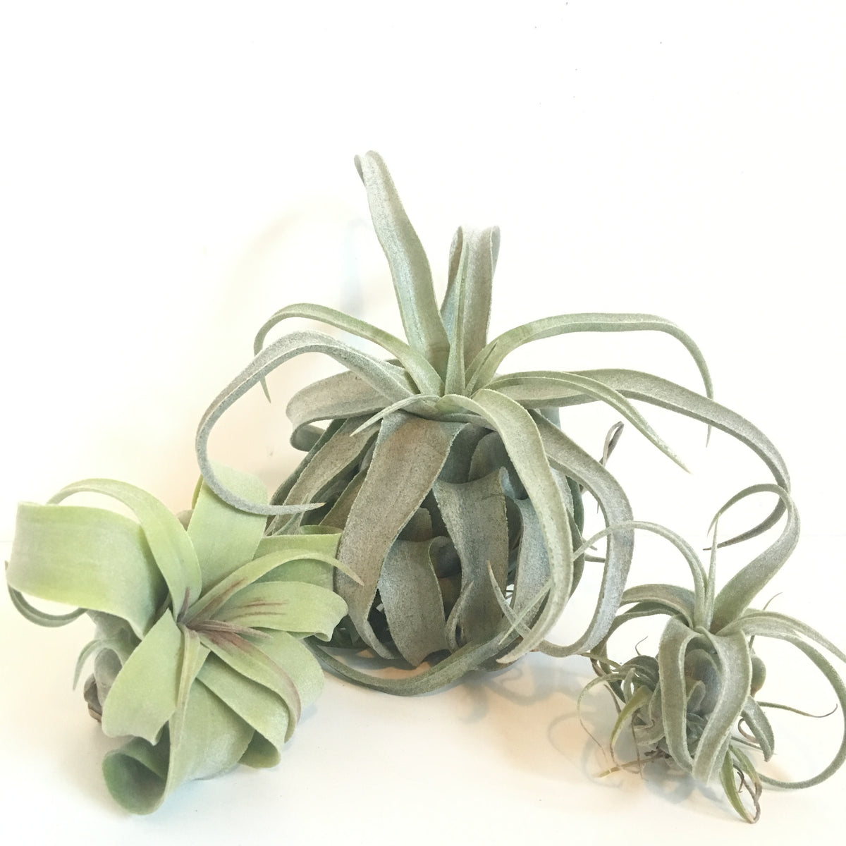 Tillandsia streptophylla – Cuffel Farms