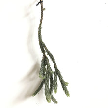 Tillandsia minutiflora (formerly T. bryoides)