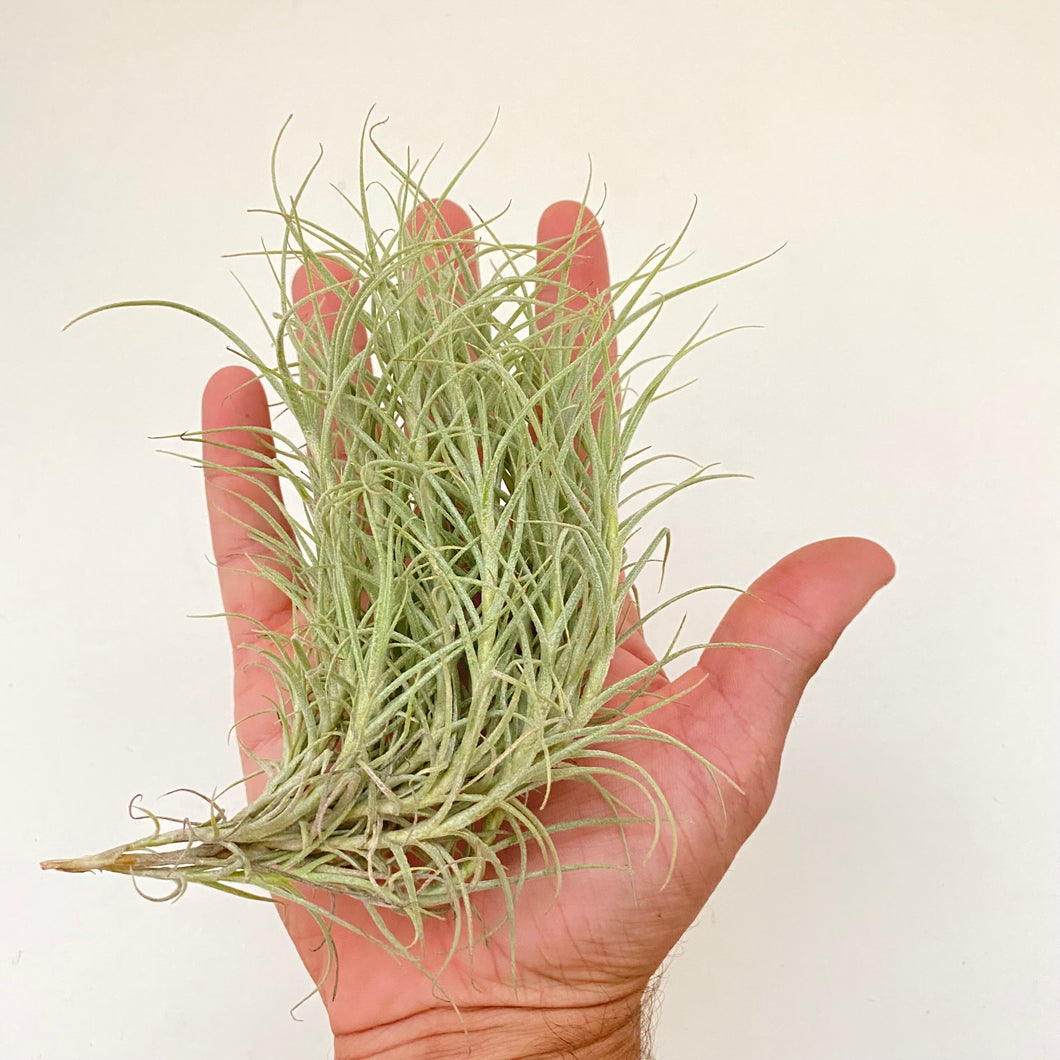 Tillandsia marconae