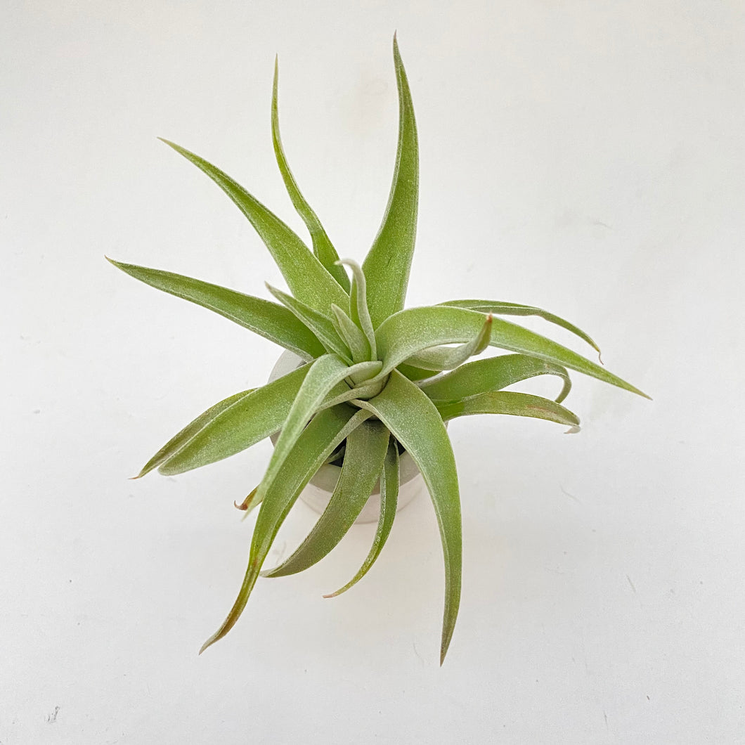 Tillandsia hondurensis