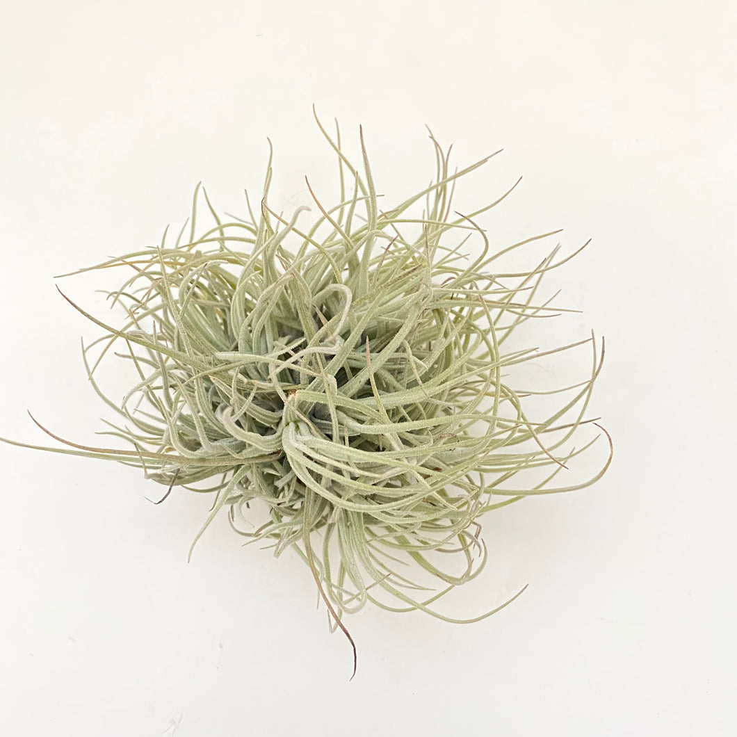 Tillandsia reducta