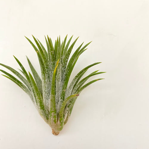 Tillandsia ionantha Ecuador