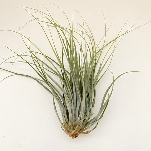 Tillandsia velickiana hybrid