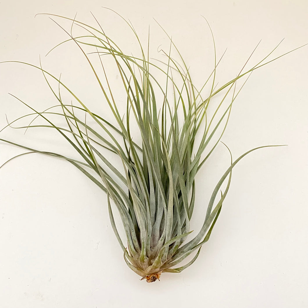 Tillandsia velickiana hybrid