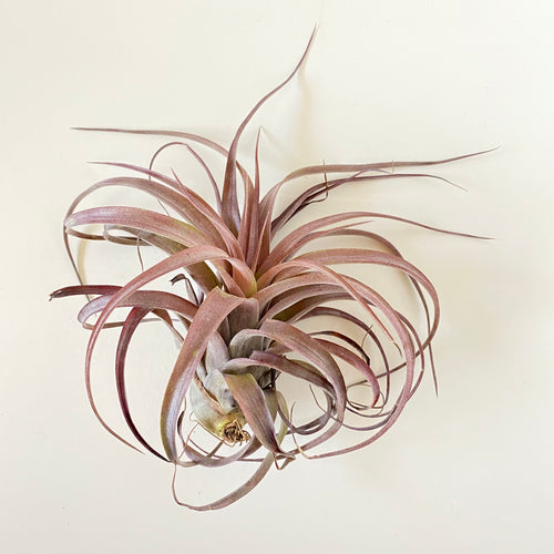 Tillandsia capitata Rubra (formerly sold as Eric Knobloch Red Form)
