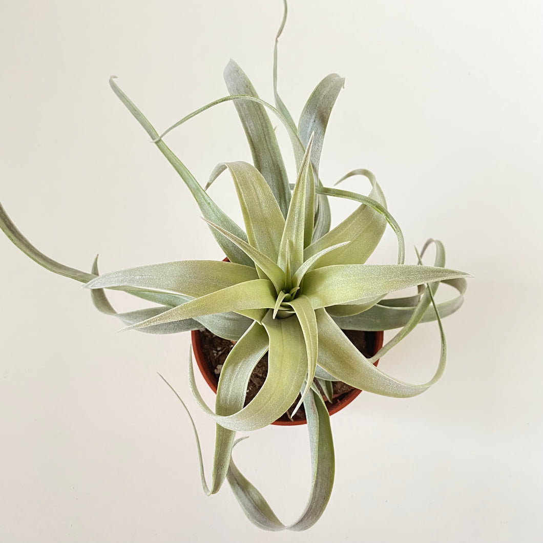 Tillandsia carlsoniae x Tillandsia chiapensis